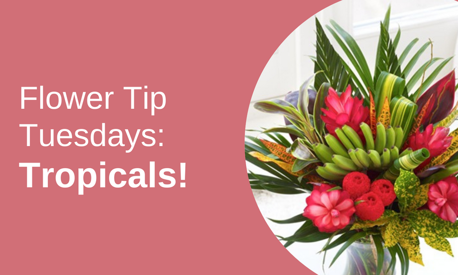 Flower Tip Tuesdays: Tropicals! 🌴
