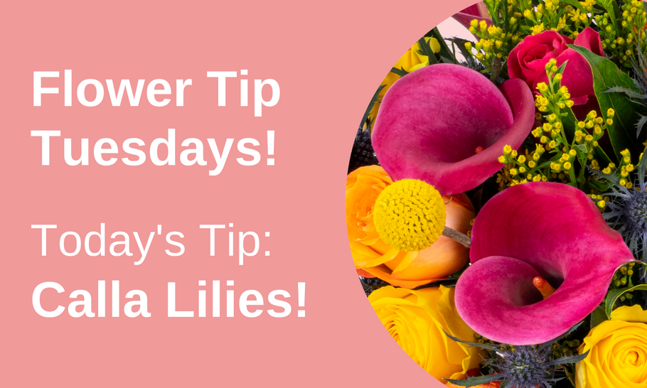 Flower Tip Tuesdays: Calla Lilies!