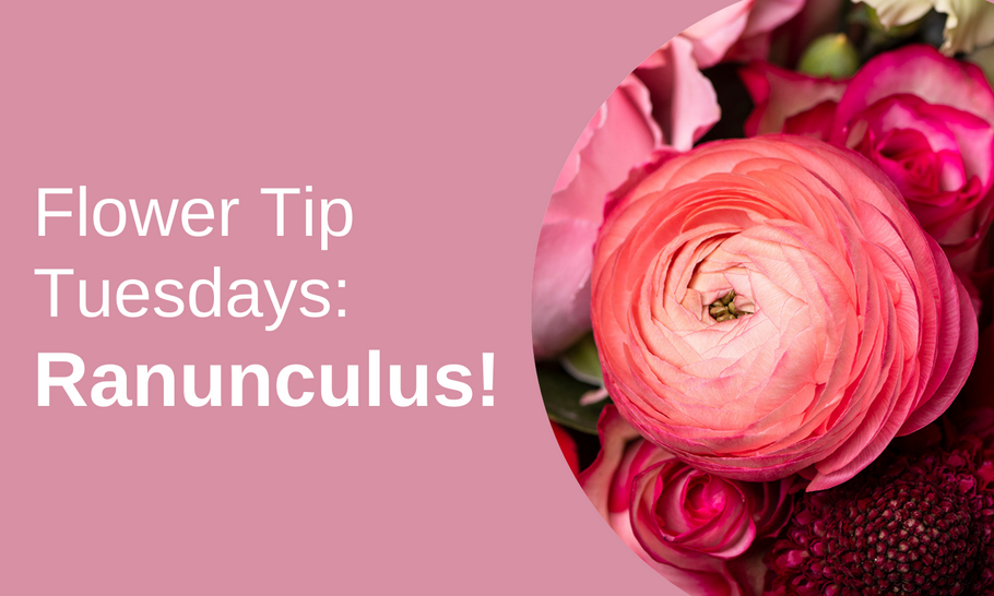 Flower Tip Tuesdays: Ranunculus!
