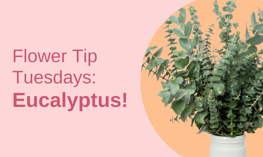 Flower Tip Tuesdays: Eucalyptus!