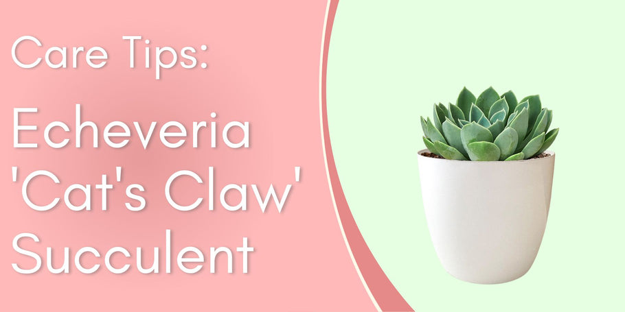 Plant Care Tips: Echeveria 'Cat's Claw' Succulent