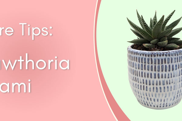 Succulent Care Tips: Hawthoria "Miami"
