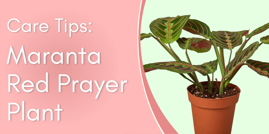 Maranta Red Prayer Plant Care Tips!