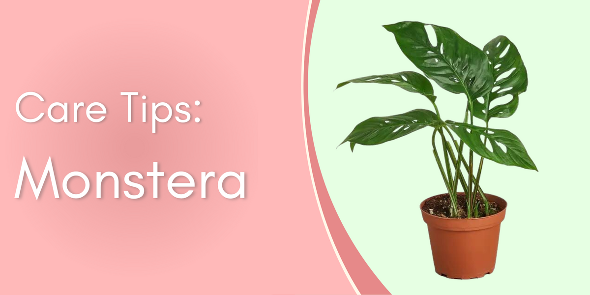Plant Care Tips: Monstera Delicosa written by ReVased