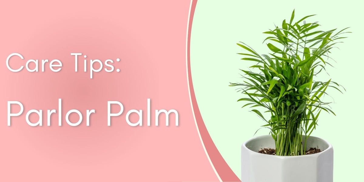 Parlor Palm Care Tips! written by ReVased