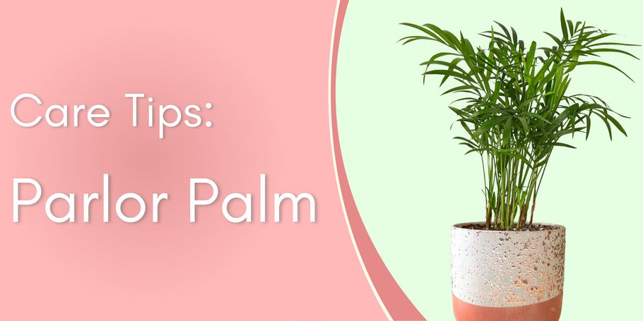 Plant Spotlight: Parlor Palm
