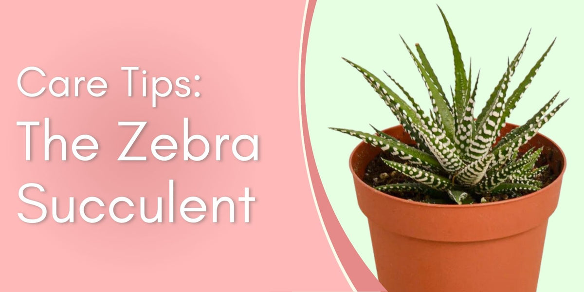 The Zebra Succulent Care Tips! written by ReVased