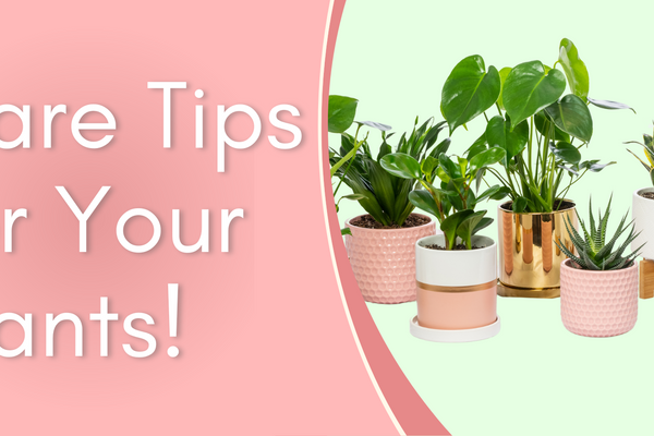 Care Tips For Your Plants!