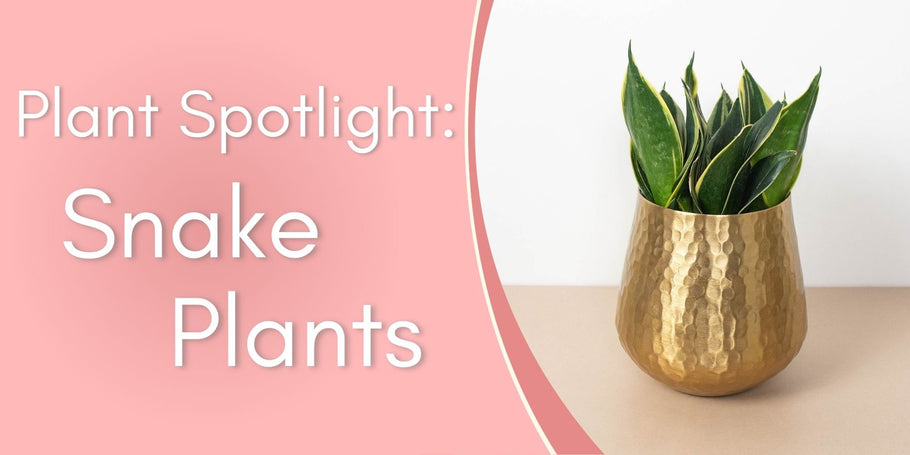 Plant Spotlight: Snake Plants