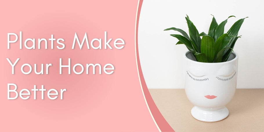 Plants Make Your Home Better