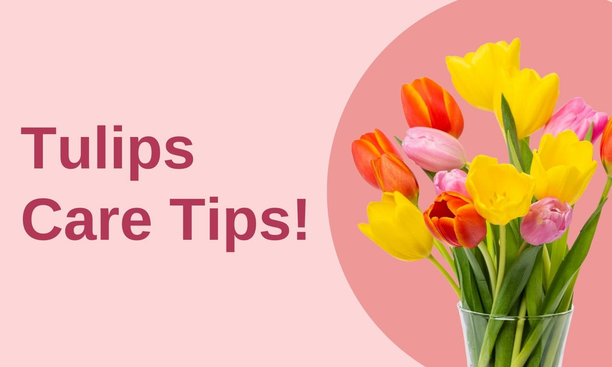 Tulips Care Tips! written by ReVased