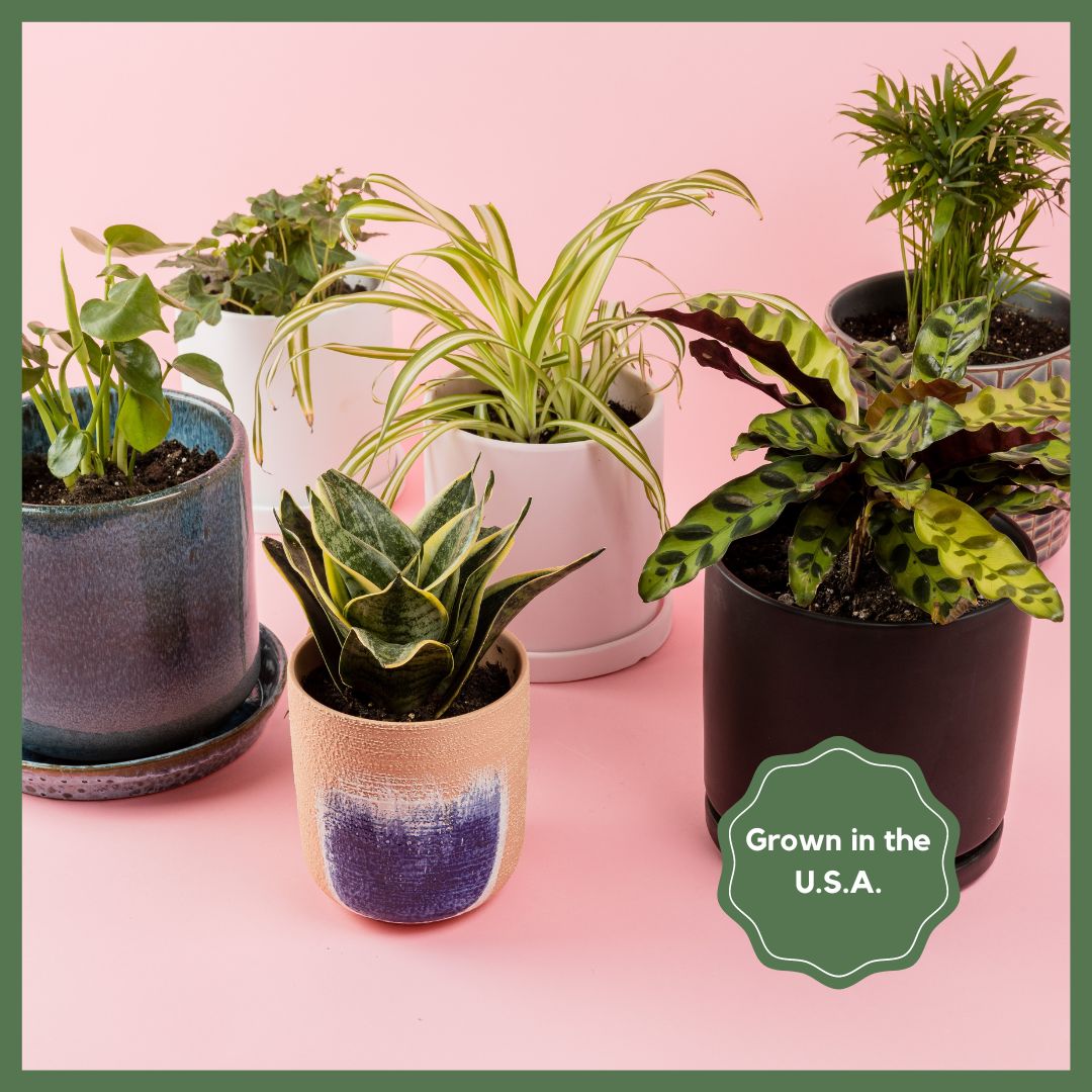 Gift Subscription - Plants