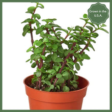 Load image into Gallery viewer, The Casey Succulent