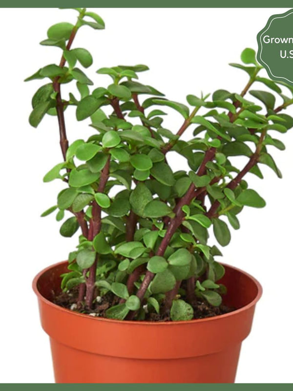 The Casey Succulent - Indoor Plant