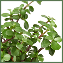 Load image into Gallery viewer, The Casey Succulent