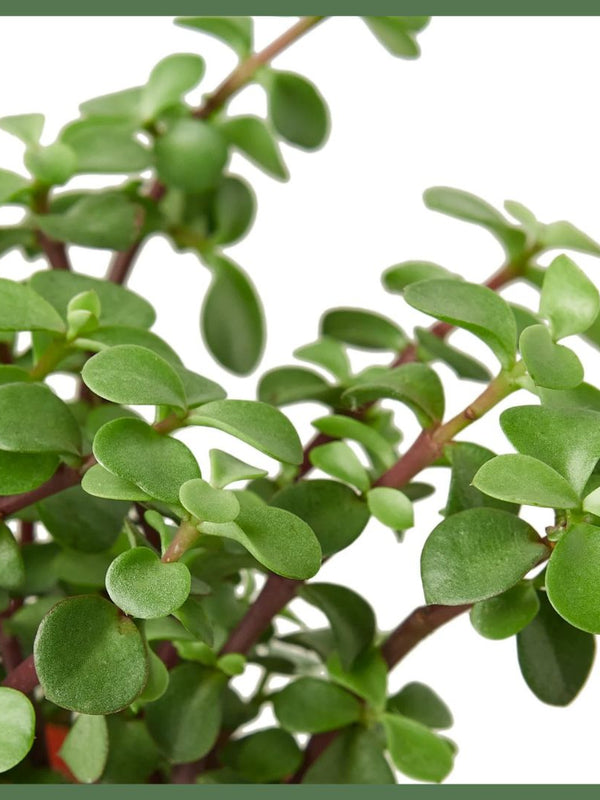 The Casey Succulent - Indoor Plant