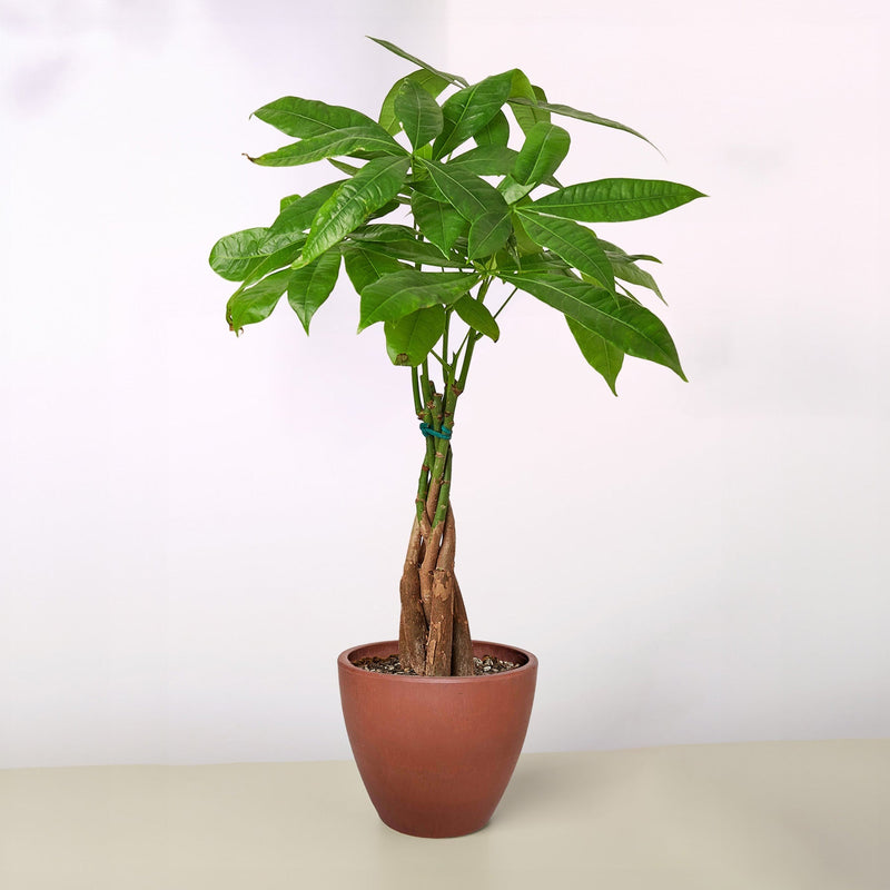 The Money Tree - Indoor House Plant