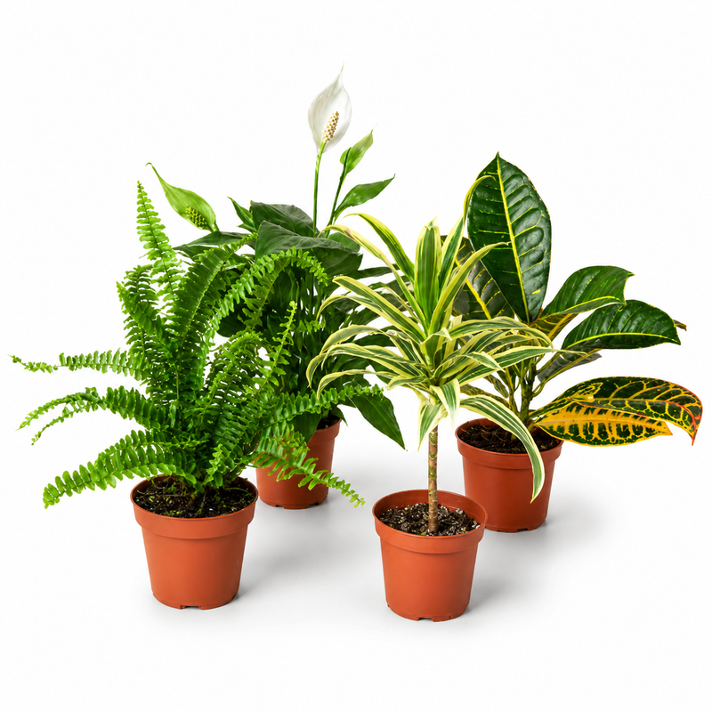 Air Purifying Plant Variety Bundle