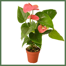 Load image into Gallery viewer, Anthurium 'Pink'
