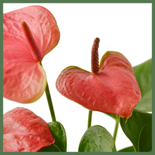 Load image into Gallery viewer, Anthurium 'Pink'