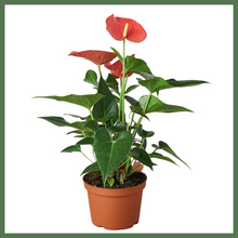 Load image into Gallery viewer, Anthurium 'Pink'