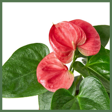 Load image into Gallery viewer, Anthurium 'Pink'