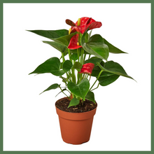 Load image into Gallery viewer, Anthurium 'Red'
