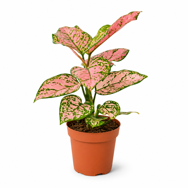 The Lady Valentine - Indoor Plant