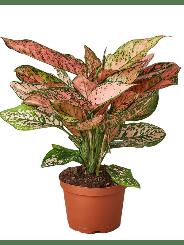 The Lady Valentine - Indoor Plant