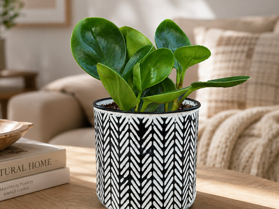 Green Goddess - Indoor Plant