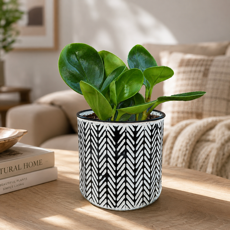 Green Goddess - Indoor Plant