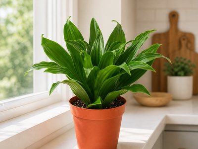 The Jessie - Indoor Plant