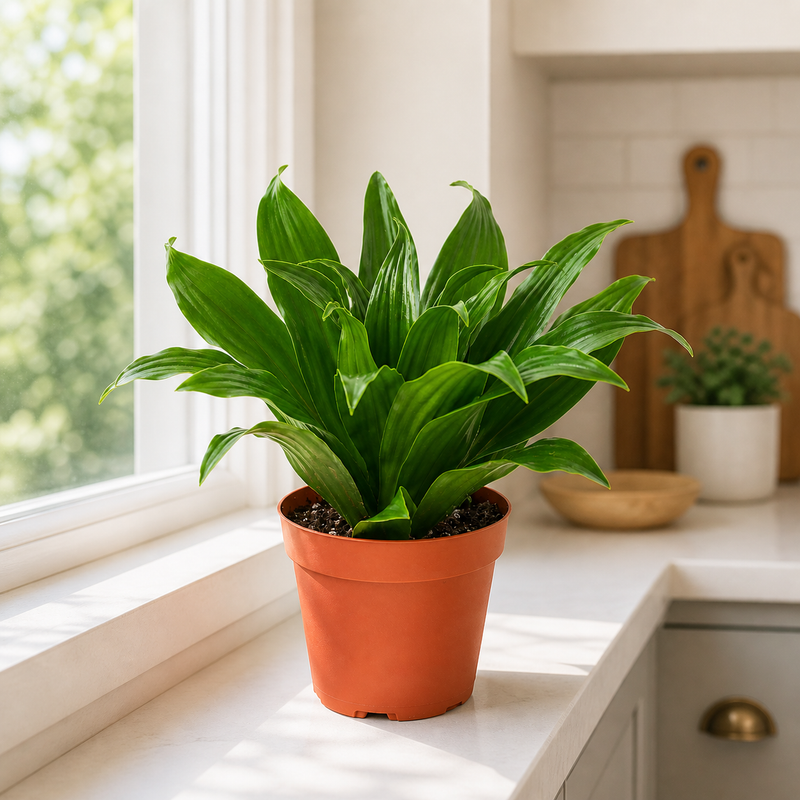 The Jessie - Indoor Plant