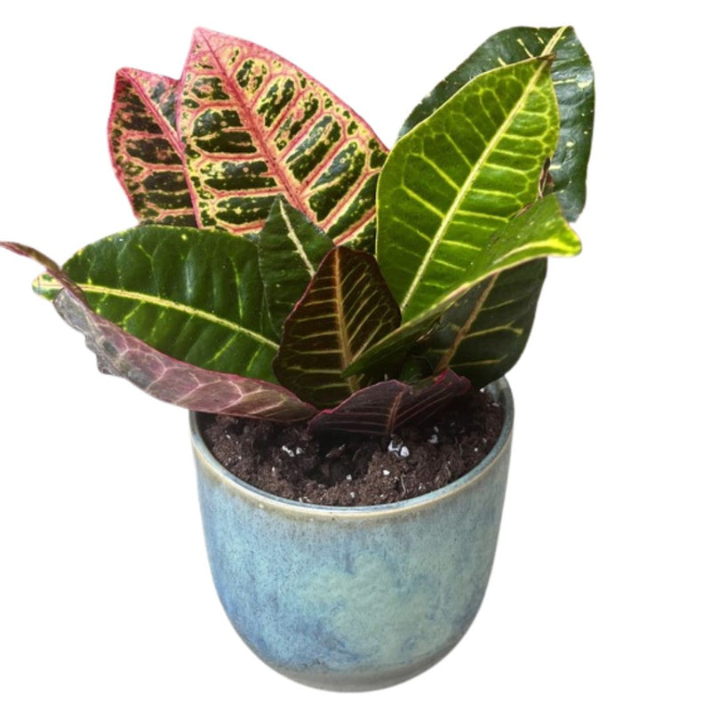 The Cassie - Indoor Plant