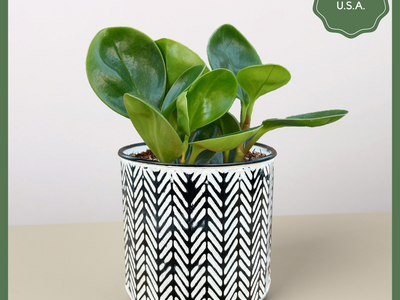 Green Goddess - Indoor Plant