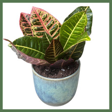 Load image into Gallery viewer, Ultimate Year-of-Flowers Package