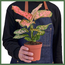 Load image into Gallery viewer, The Lady Valentine