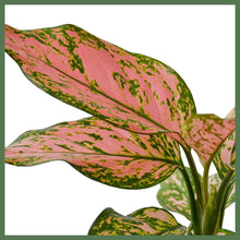 Load image into Gallery viewer, The Lady Valentine