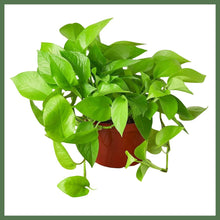 Load image into Gallery viewer, An electrifyingly bright color, the Pothos ‘Neon’ has all of the tough, reliable features houseplant lovers have come to expect from Pothos, but with glowing, neon-green foliage. Place where the vines can fall freely or trail along a shelf for the best effect. A terrific plant to hang, or for tall plant stands where the trailing foliage will create a cascade of foliage over time.