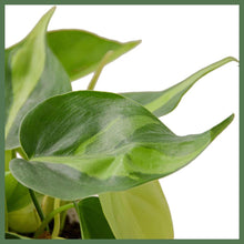 Load image into Gallery viewer, The Philodendron 'Brasil,' native to coastal Brazil, grows heart-shaped leaves in a vine-like or climbing fashion. It is easy to care for, requiring minimal waterings and only needing low to medium indirect sunlight!