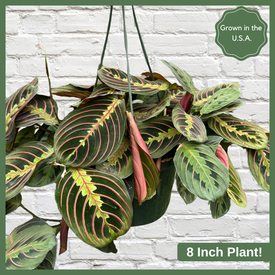 The Maranta Red Prayer Plant is a beautiful, evergreen perennial native to South and Central. This unique plant has a tint of purplish-red on the undersides of the leaves. The plant responds to light, as its leaves are flat during the day to maximize sun intake, and they point upward at night to maintain moisture. Their position at night looks as if they are praying, hence the plant's name!