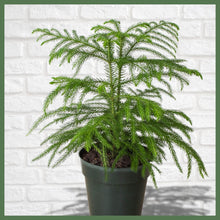 Load image into Gallery viewer, Norfolk 'Island Pine'