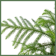 Load image into Gallery viewer, Norfolk 'Island Pine'