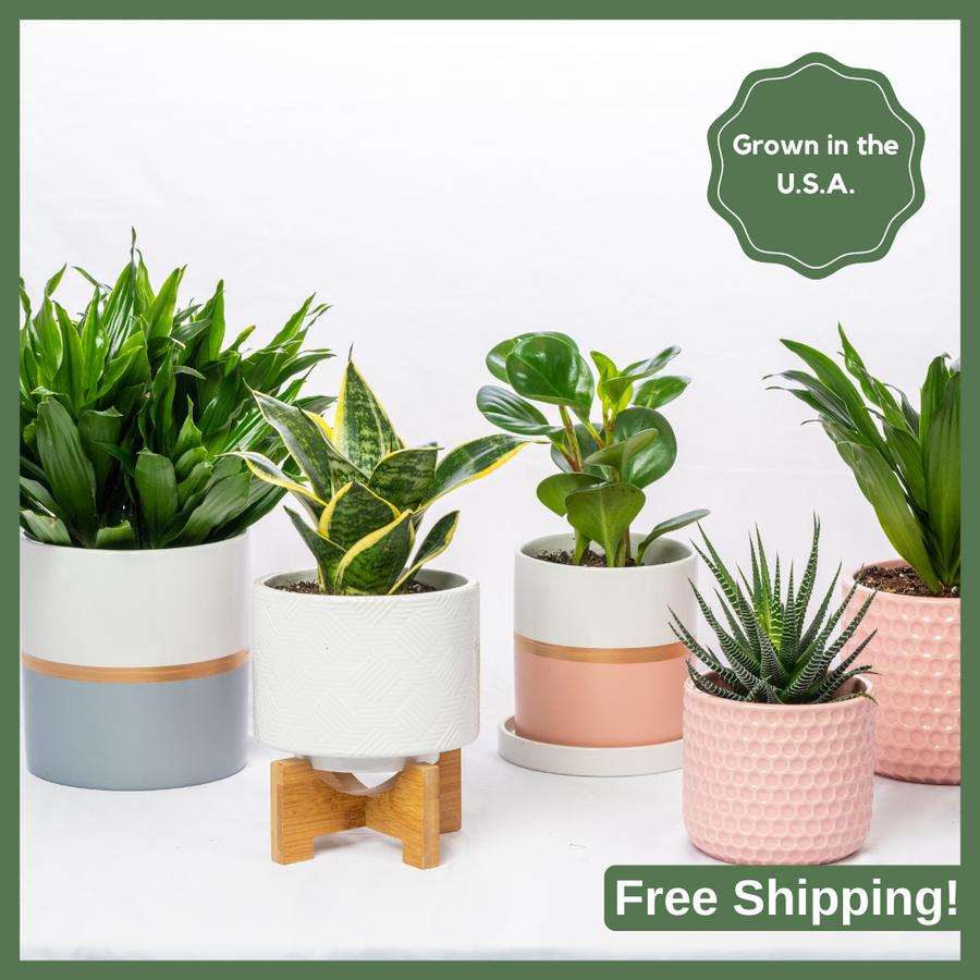 ReVased plant subscription — surprise house plant delivered monthly from sustainable U.S. greenhouses