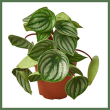 Load image into Gallery viewer, Peperomia Watermelon