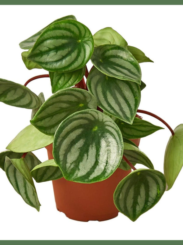 Peperomia Watermelon - Indoor Plant