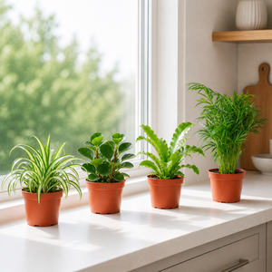 Four pet-friendly houseplants in terracotta nursery pots on a windowsill
