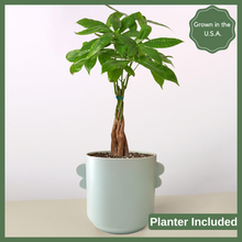 Load image into Gallery viewer, Native to central and South America, the Money Tree 'Guiana Chestnut' is an enchanting and unique houseplant that is believed to bring good luck and prosperity to its owners.