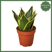 Load image into Gallery viewer, Serpent's Charm - a Snake Plant, also known as the Mother-in-Law's Tongue - is a natural air purifier that will make a great addition to your home or office! Snake plants have strong, sturdy, sword shaped leaves, which are drought tolerant and retain water (read: don't water too often!). Pro tip: this plant can easily be propagated by leaf cuttings, so you can multiply your family of snake plants!