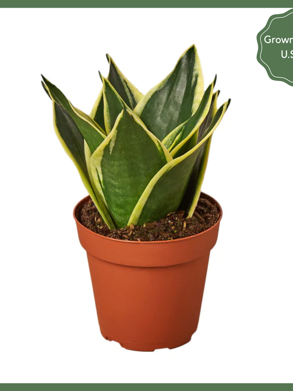 Serpent's Charm - a Snake Plant, also known as the Mother-in-Law's Tongue - is a natural air purifier that will make a great addition to your home or office! Snake plants have strong, sturdy, sword shaped leaves, which are drought tolerant and retain water (read: don't water too often!). Pro tip: this plant can easily be propagated by leaf cuttings, so you can multiply your family of snake plants!